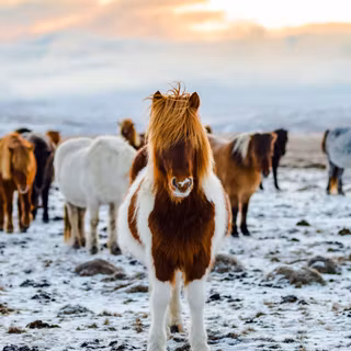 Horses in winter wallpaper