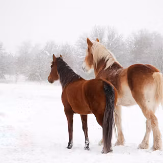 Horses in winter wallpaper