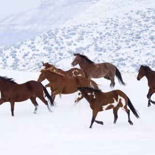 Horses in winter wallpaper