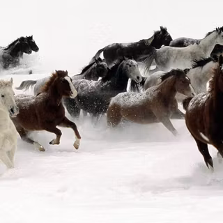 Horses in winter wallpaper