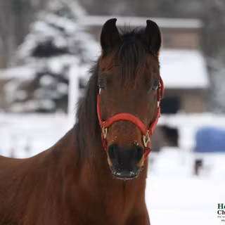 Horses in winter wallpaper