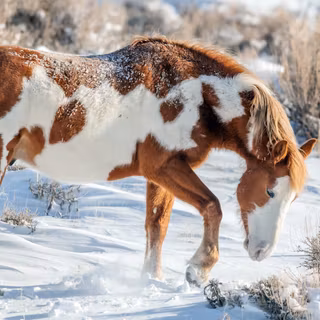 Horses in winter wallpaper