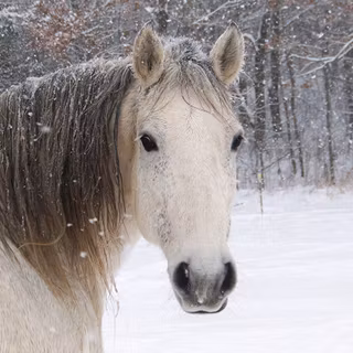 Horses in winter wallpaper
