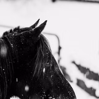 Horses in winter wallpaper