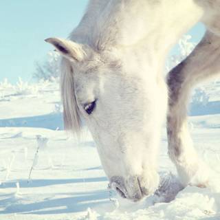 Horses in winter wallpaper