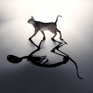 Schrödinger's cat wallpaper