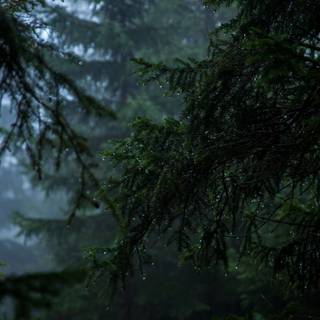 Rain in forest wallpaper