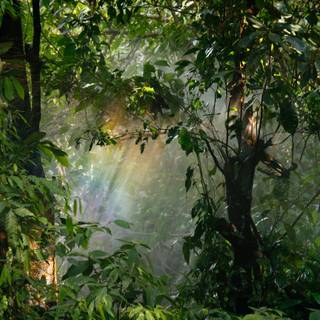 Rain in forest wallpaper
