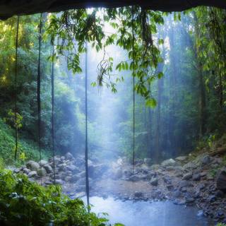 Rain in forest wallpaper