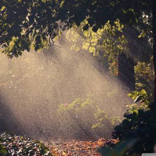 Rain in forest wallpaper