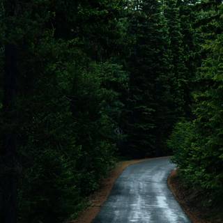 Rain in forest wallpaper