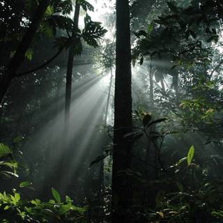 Rain in forest wallpaper