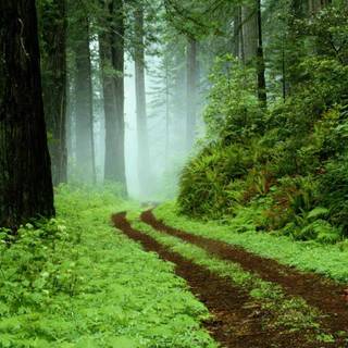 Rain in forest wallpaper