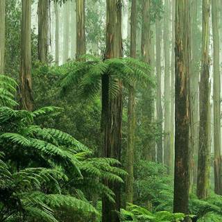 Rain in forest wallpaper