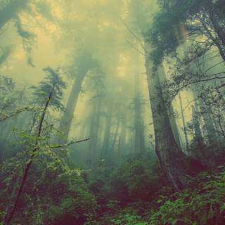 Rain in forest wallpaper