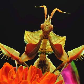 Orchid Mantis wallpaper