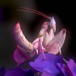 Orchid Mantis wallpaper