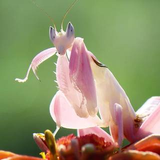 Orchid Mantis wallpaper