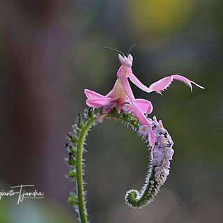 Orchid Mantis wallpaper