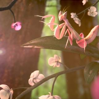 Orchid Mantis wallpaper
