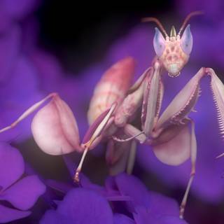Orchid Mantis wallpaper