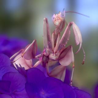 Orchid Mantis wallpaper
