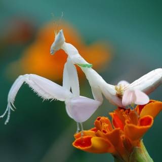 Orchid Mantis wallpaper