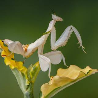 Orchid Mantis wallpaper