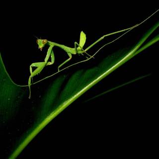 Orchid Mantis wallpaper