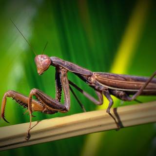 Orchid Mantis wallpaper