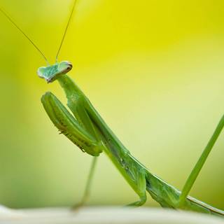 Orchid Mantis wallpaper