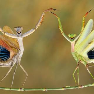 Orchid Mantis wallpaper