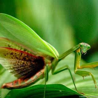 Orchid Mantis wallpaper