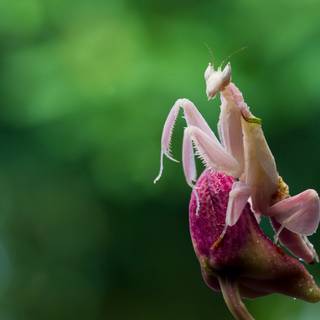 Orchid Mantis wallpaper