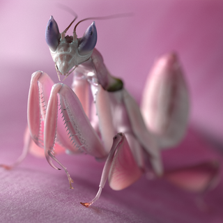 Orchid Mantis wallpaper
