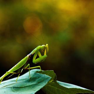 Orchid Mantis wallpaper