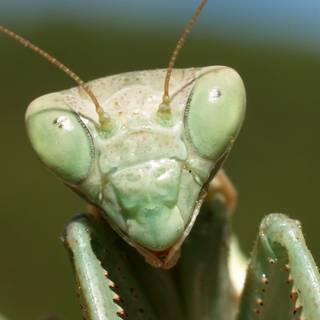 Orchid Mantis wallpaper