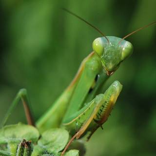 Orchid Mantis wallpaper