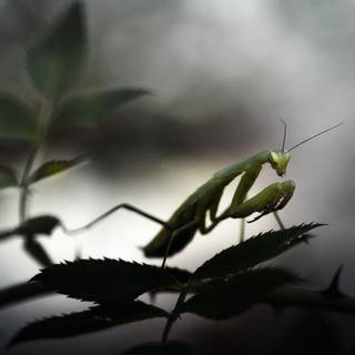 Orchid Mantis wallpaper