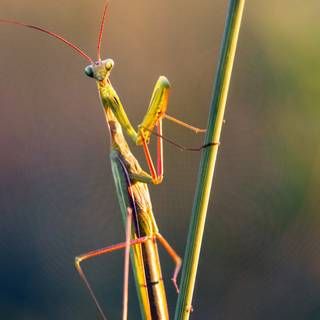 Orchid Mantis wallpaper