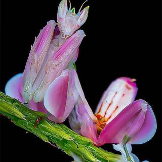 Orchid Mantis wallpaper