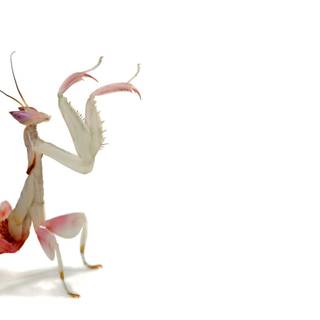 Orchid Mantis wallpaper