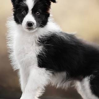 Border Collie iPhone wallpaper
