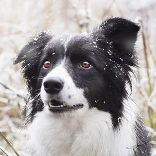 Border Collie iPhone wallpaper