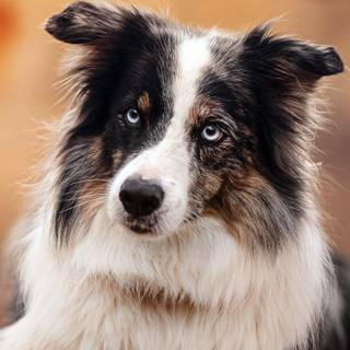 Border Collie iPhone wallpaper