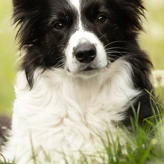 Border Collie iPhone wallpaper