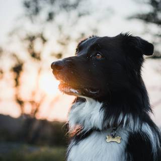 Border Collie iPhone wallpaper