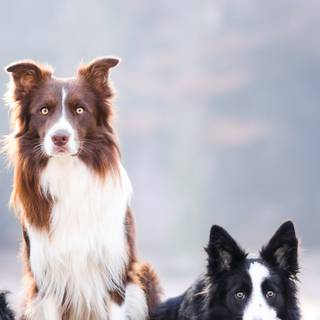 Border Collie iPhone wallpaper