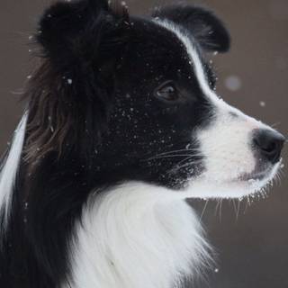 Border Collie iPhone wallpaper