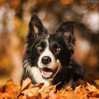 Border Collie iPhone wallpaper